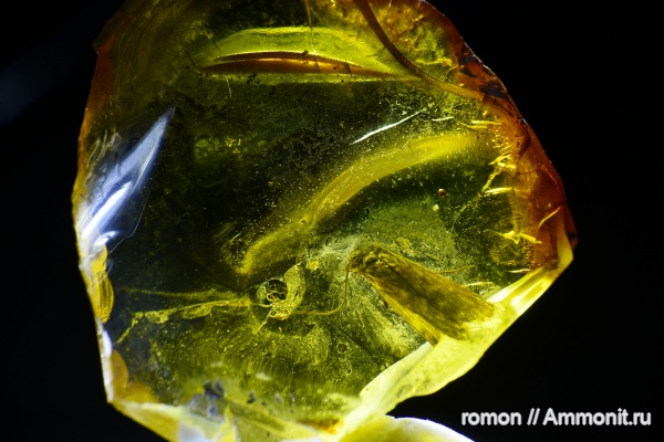 янтарь, инклюзы