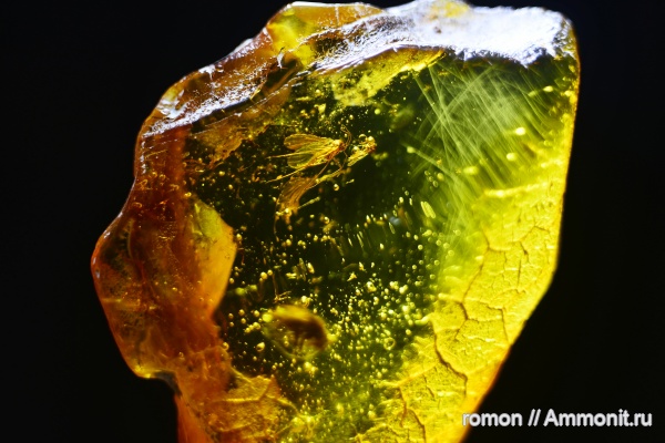 янтарь, инклюзы