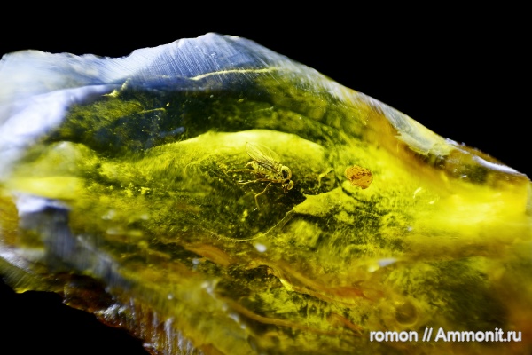 янтарь, инклюзы