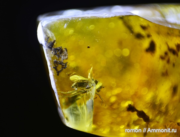 янтарь, инклюзы