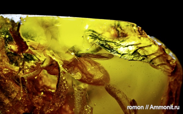 янтарь, инклюзы