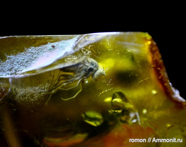 янтарь, инклюзы