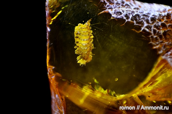 янтарь, инклюзы