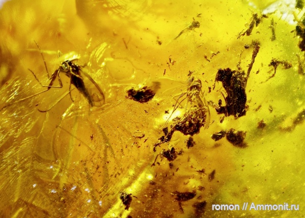 янтарь, инклюзы