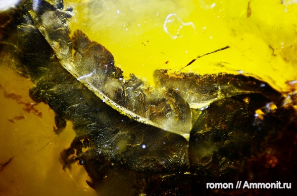 янтарь, инклюзы