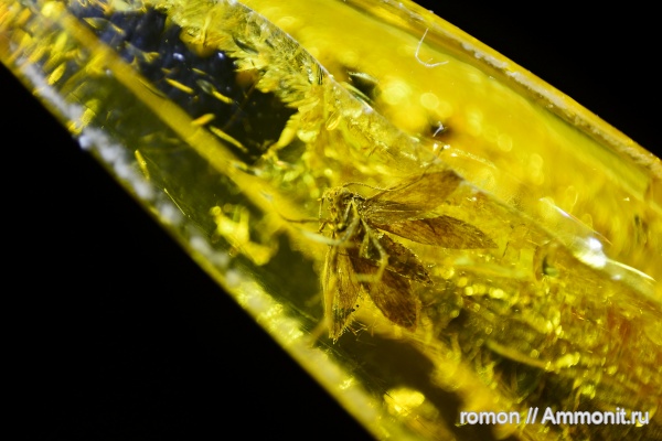 янтарь, инклюзы