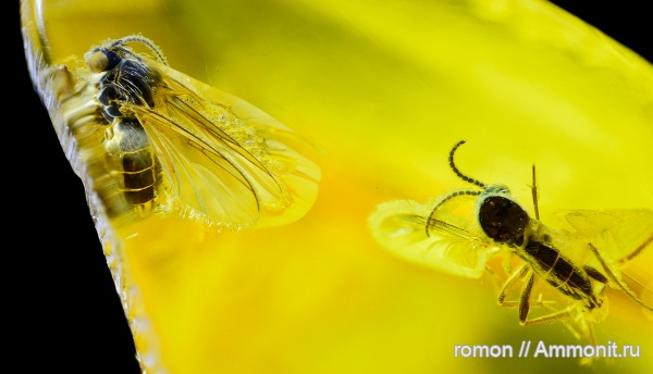 янтарь, инклюзы