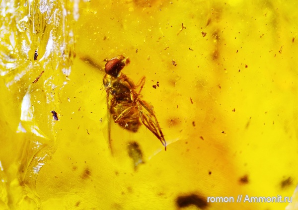 янтарь, инклюзы