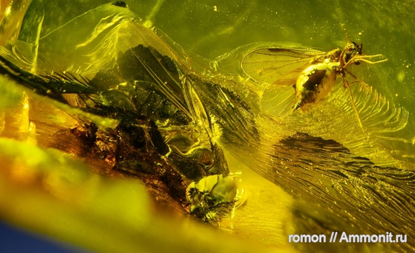 янтарь, инклюзы