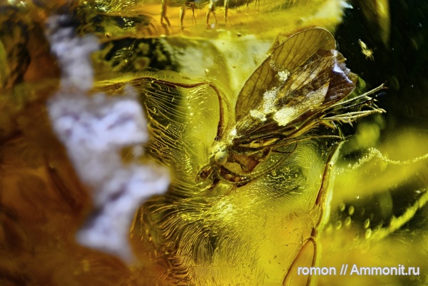 янтарь, инклюзы