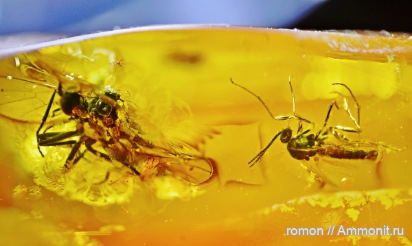 янтарь, инклюзы