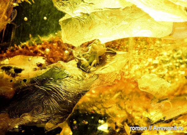 янтарь, инклюзы