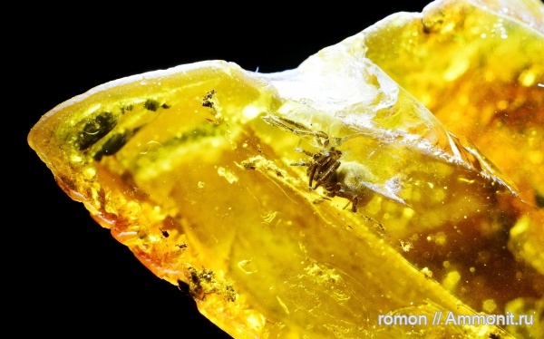янтарь, инклюзы