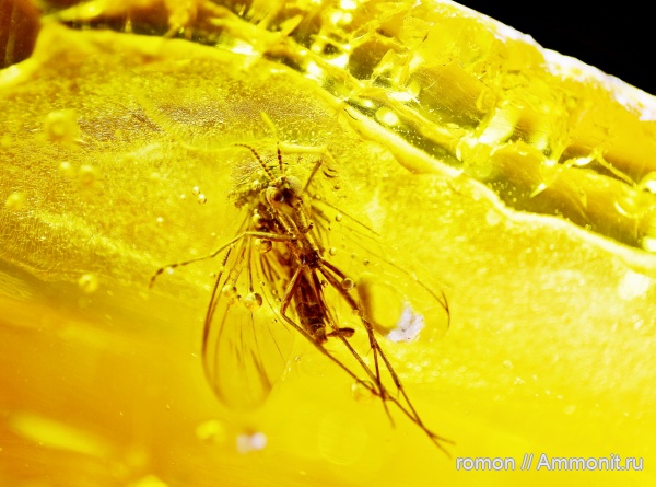 янтарь, инклюзы