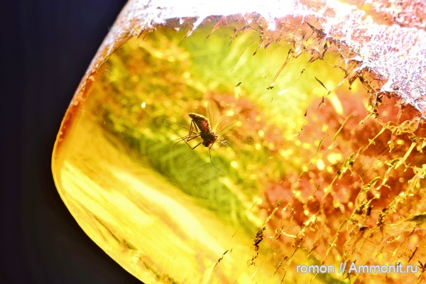 янтарь, инклюзы