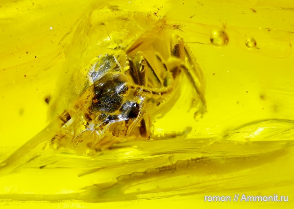 янтарь, инклюзы