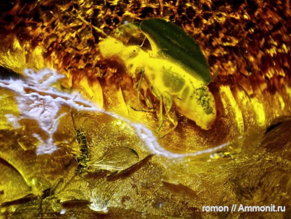 янтарь, инклюзы