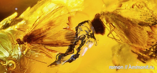 янтарь, инклюзы