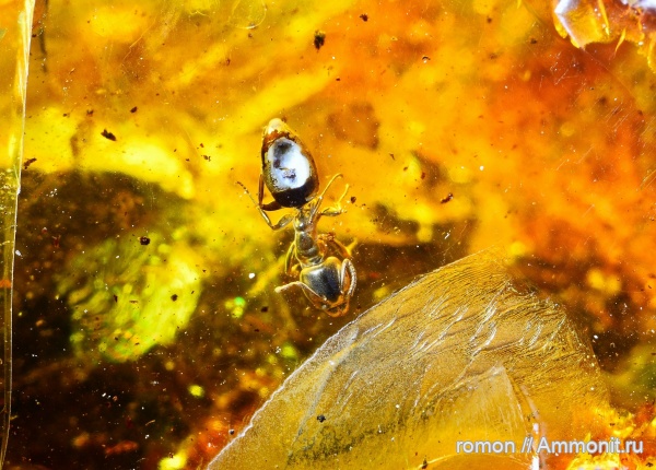 янтарь, инклюзы