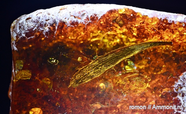 янтарь, инклюзы