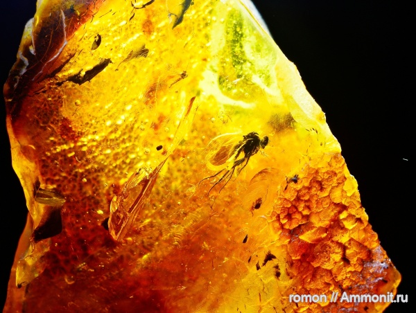 янтарь, инклюзы