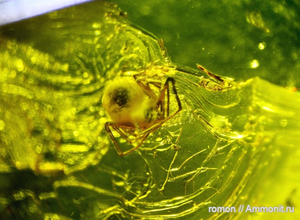 янтарь, инклюзы