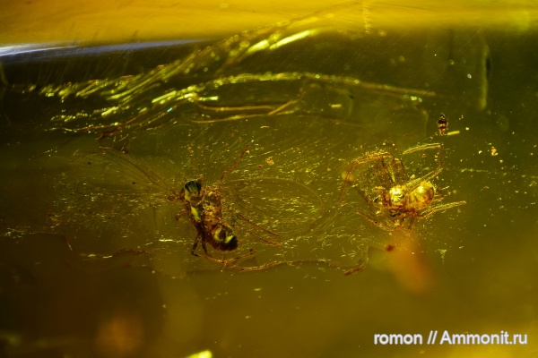 янтарь, инклюзы