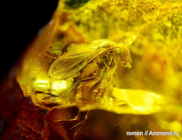 янтарь, инклюзы