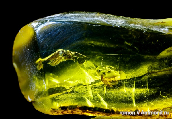 янтарь, инклюзы