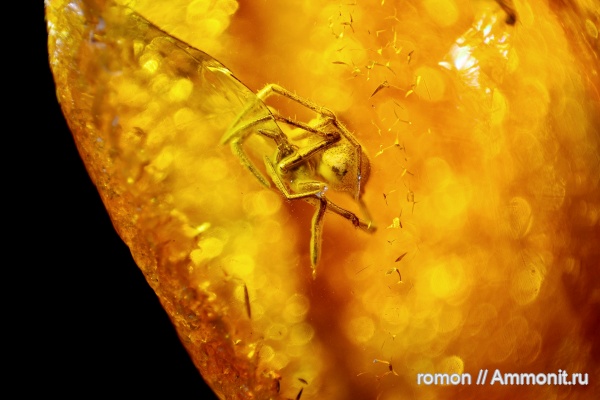 янтарь, инклюзы