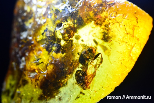янтарь, инклюзы