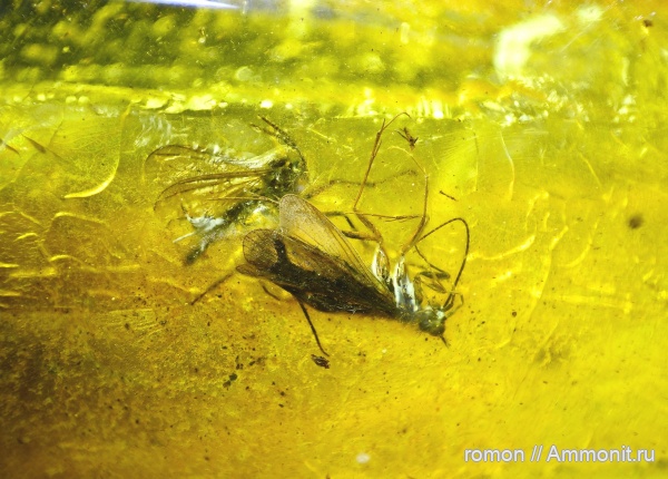 янтарь, инклюзы