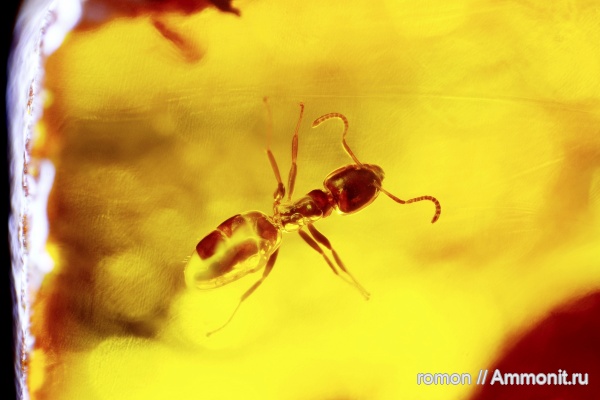 янтарь, инклюзы