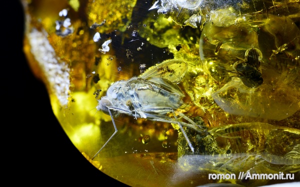 янтарь, инклюзы