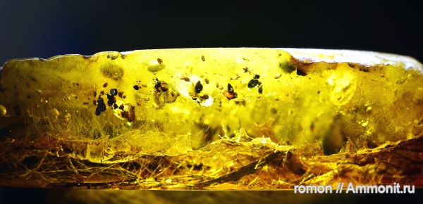 янтарь, инклюзы