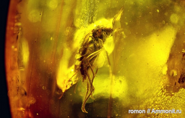 янтарь, инклюзы