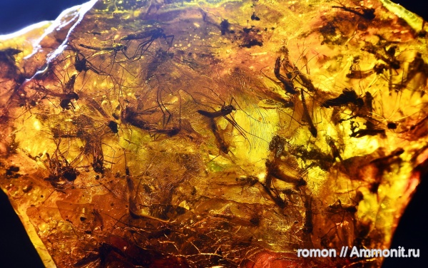 янтарь, инклюзы