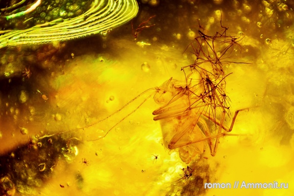 янтарь, инклюзы