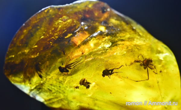 янтарь, инклюзы