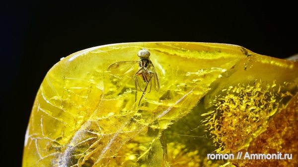 янтарь, инклюзы