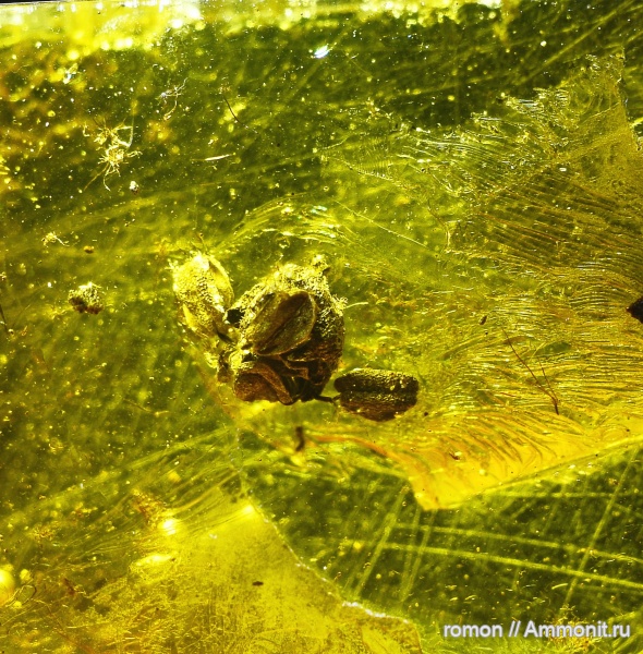 янтарь, инклюзы