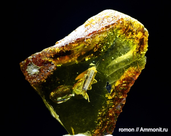 янтарь, инклюзы