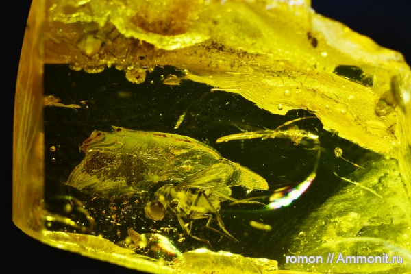 янтарь, инклюзы