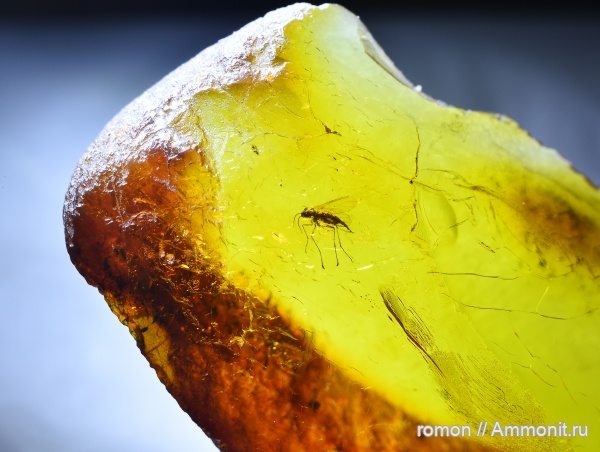 янтарь, инклюзы