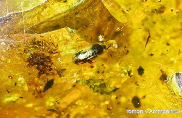 янтарь, инклюзы