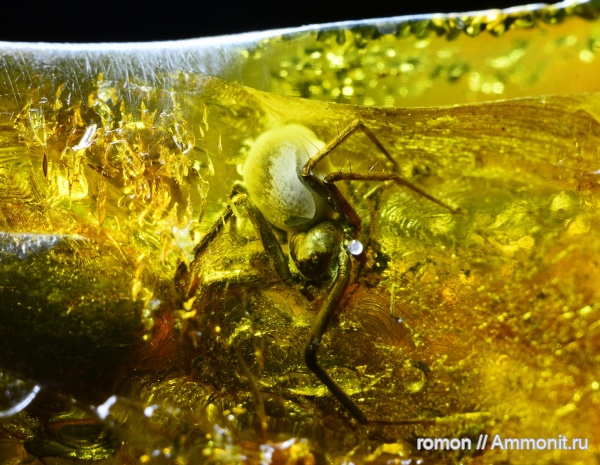 янтарь, инклюзы