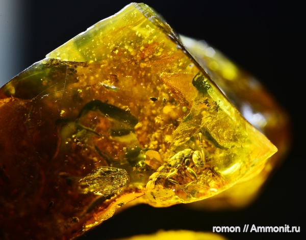 янтарь, инклюзы