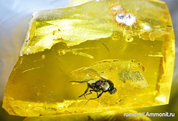 янтарь, инклюзы