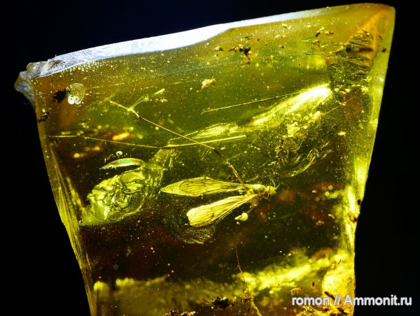 янтарь, инклюзы