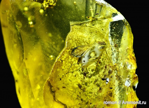 янтарь, инклюзы